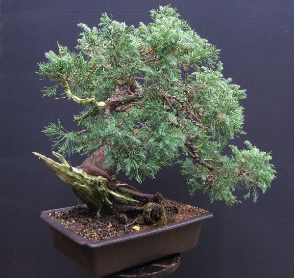 juniper bonsai